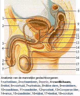 De anatomie van de Penis